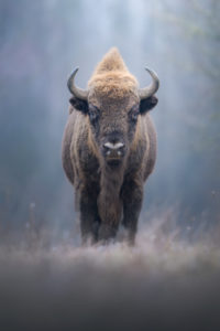bisonte europeo