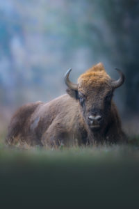 bisonte europeo