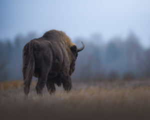 bisonte europeo