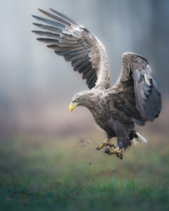 aquila di mare polonia