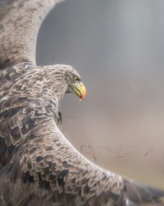 aquila di mare