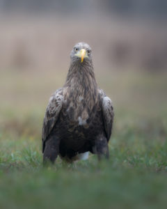 aquila di mare Polonia